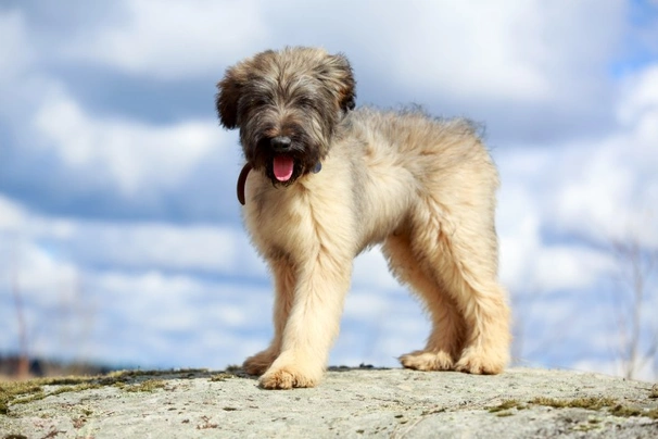 Briard Dogs Breed - Information, Temperament, Size & Price | Pets4Homes