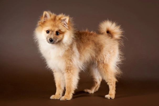 German spitz puppies for sale sales near me