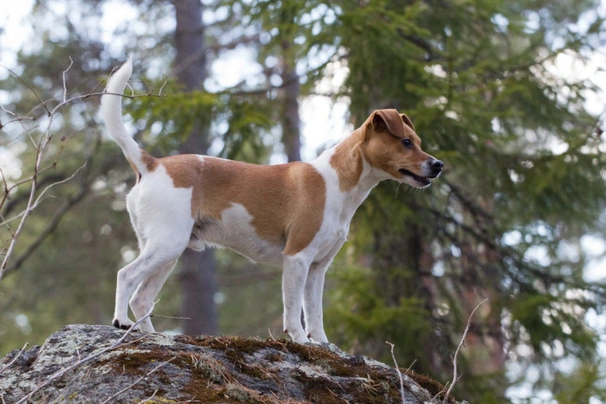Dánsko-švédský farmářský pes Dogs Plemeno / Druh: Povaha, Délka života & Cena | iFauna