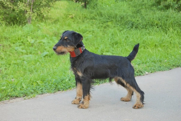 Jagdteriér Dogs Plemeno / Druh: Povaha, Délka života & Cena | iFauna