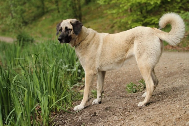 Kangal Turco Cani Razza - Prezzo, Temperamento & Foto | AnnunciAnimali