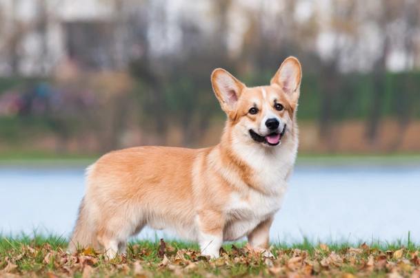 Welsh Corgi Pembroke Dogs Raza - Características, Fotos & Precio | MundoAnimalia