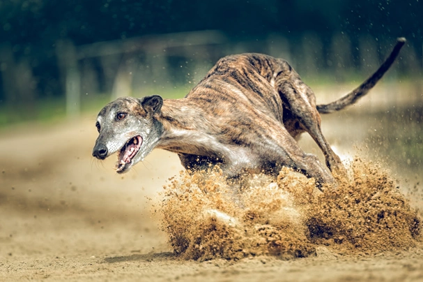 Greyhound Dogs Ras: Karakter, Levensduur & Prijs | Puppyplaats