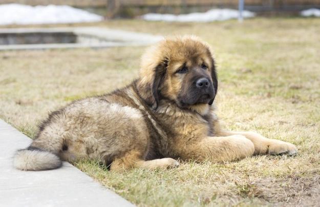 Tibetan Mastiff Dogs Razza - Prezzo, Temperamento & Foto | AnnunciAnimali