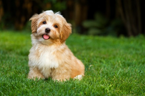 Havanese Dogs Breed | Facts, Information and Advice | Pets4Homes
