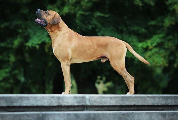 Tosa inu Dogs Informace - velikost, povaha, délka života & cena | iFauna
