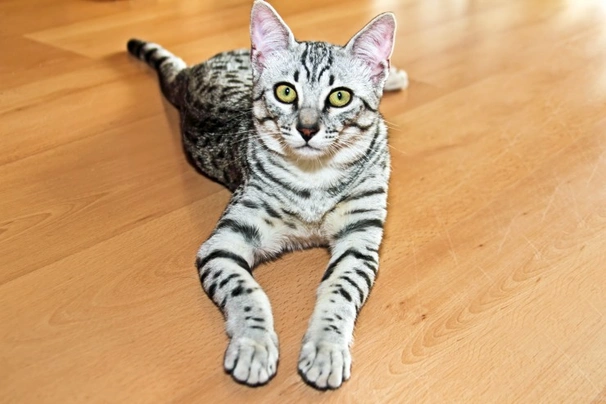 Egyptian Mau Cats Breed | Facts, Information and Advice | Pets4Homes