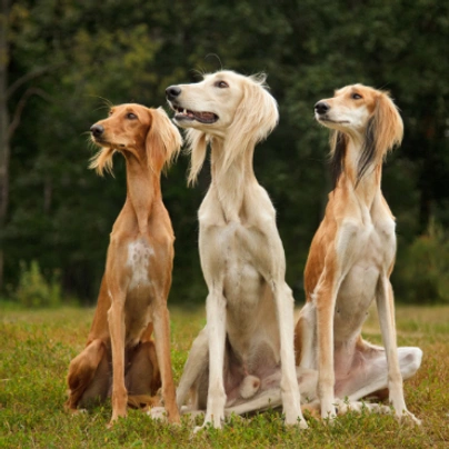 Saluka Dogs Plemeno / Druh: Povaha, Délka života & Cena | iFauna