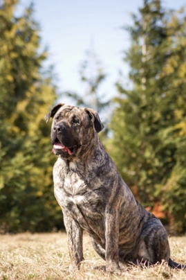 Presa Canario Dogs Breed | Facts, Information and Advice | Pets4Homes