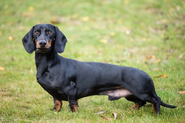 Jezevčík Dogs Informace - velikost, povaha, délka života & cena | iFauna