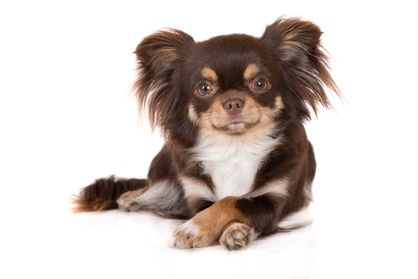 Long haired sable clearance chihuahua