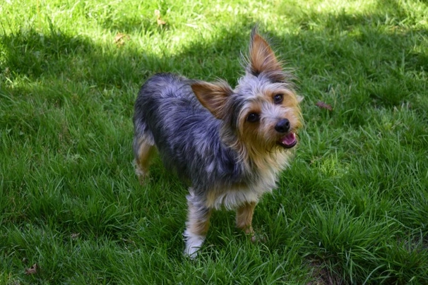Chorkie Dogs Breed - Information, Temperament, Size & Price | Pets4Homes