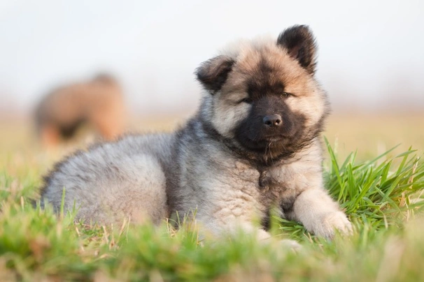 Eurasier Dogs Plemeno / Druh: Povaha, Délka života & Cena | iFauna