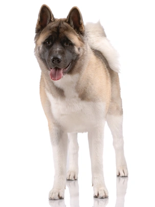 Akita Americano Dogs Raza | Datos, Aspectos destacados y Consejos de compra | MundoAnimalia