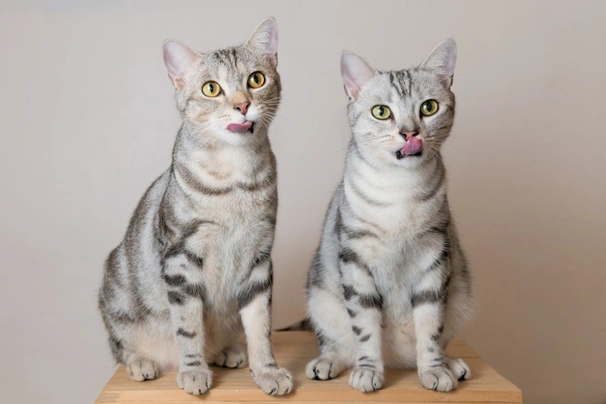 American Shorthair Cats Breed | Facts, Information and Advice | Pets4Homes