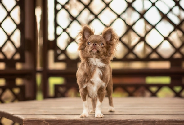 Chihuahua Dogs Ras: Karakter, Levensduur & Prijs | Puppyplaats