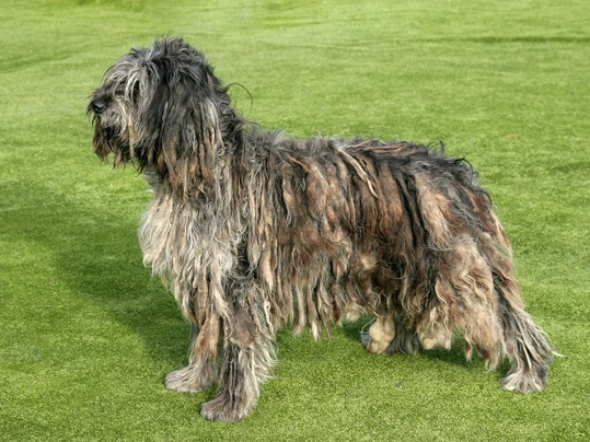 Bergamský ovčák Dogs Informace - velikost, povaha, délka života & cena | iFauna