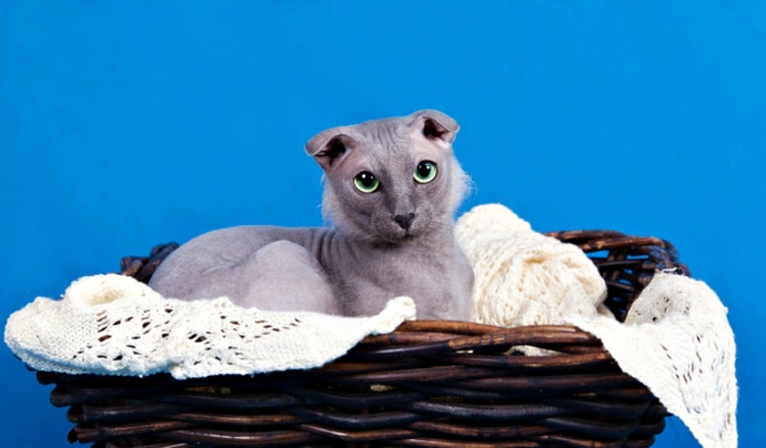 Ukrajinský levkoy Cats Informace - velikost, povaha, délka života & cena | iFauna