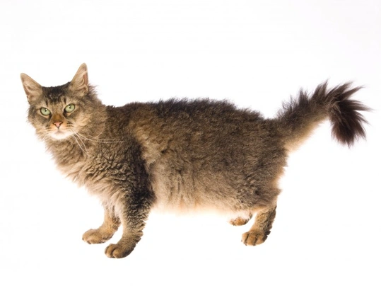 LaPerm Cats Breed - Information, Temperament, Size & Price | Pets4Homes