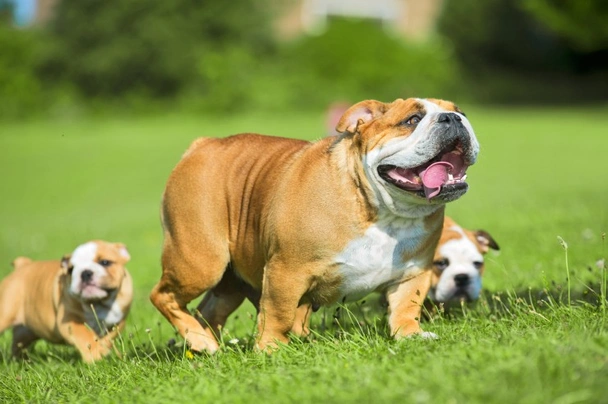 Bulldog Inglés Dogs Raza - Características, Fotos & Precio | MundoAnimalia