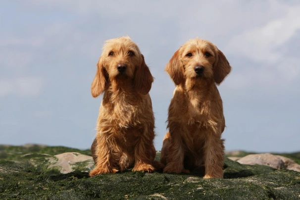 Basset Fauve De Bretagne Dogs Breed | Facts, Information and Advice | Pets4Homes