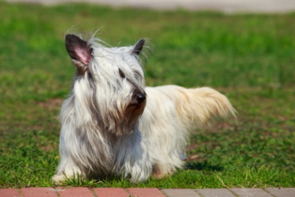 Skye Terrier Dogs Raza - Características, Fotos & Precio | MundoAnimalia