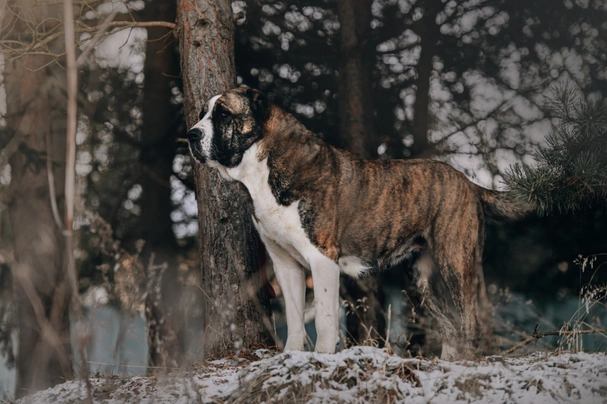 Asian shepherd best sale dog alabai