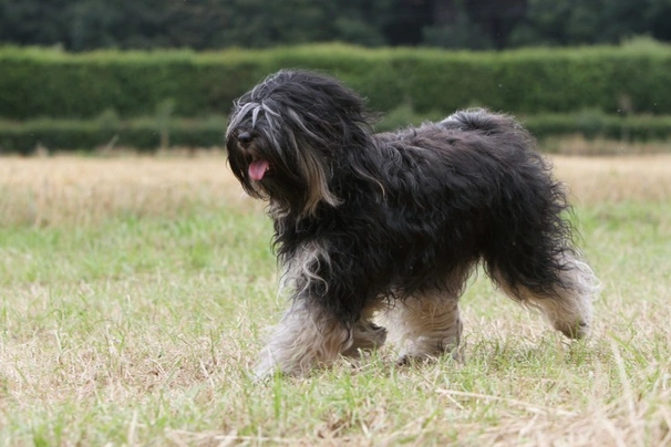 los terriers tibetanos son hereditarios