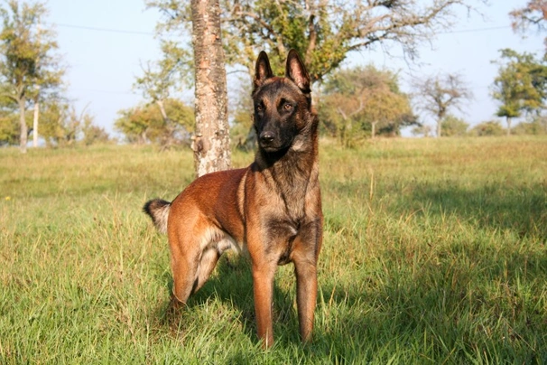 Belgian Shepherd Dog Dogs Breed - Information, Temperament, Size & Price | Pets4Homes