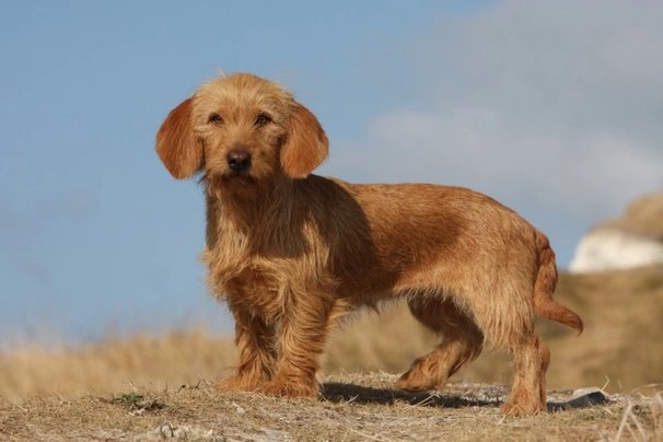 Basset fauve de cheap bretagne price