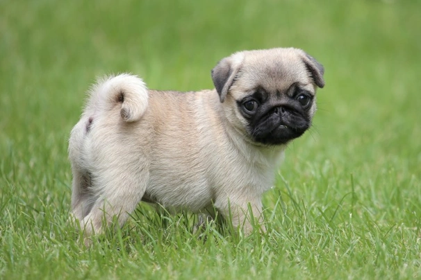 Pug Dogs Breed - Information, Temperament, Size & Price | Pets4Homes