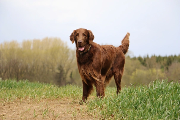 Flat coated 2025 retriever red