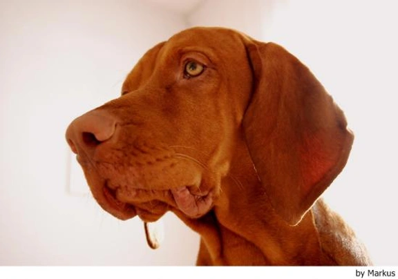 Braco Húngaro de Pelo Corto Dogs Raza - Características, Fotos & Precio | MundoAnimalia