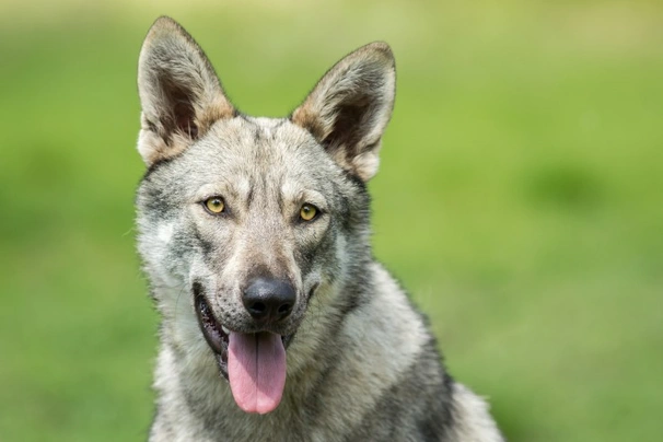 Saarloos Wolfdog Dogs Breed | Facts, Information and Advice | Pets4Homes