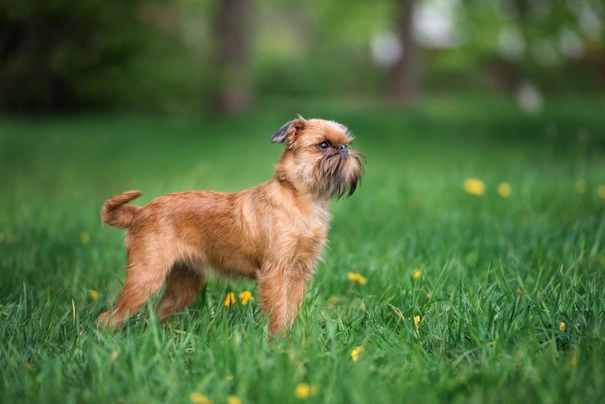Griffon Bruxellois Dogs Breed - Information, Temperament, Size & Price | Pets4Homes