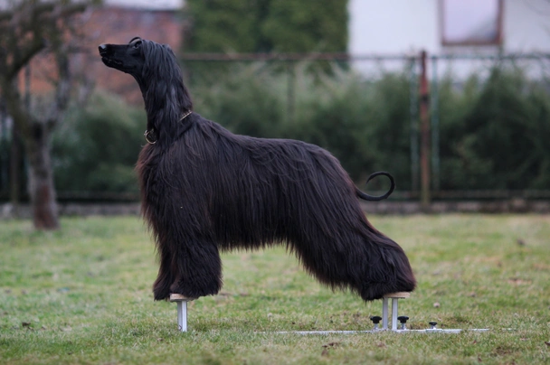 Afghánský chrt Dogs Plemeno / Druh: Povaha, Délka života & Cena | iFauna