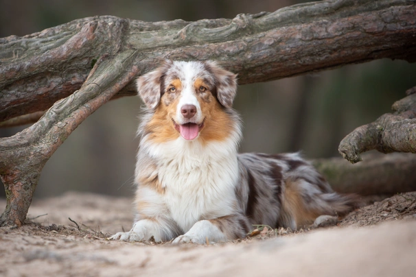 Australský ovčák Dogs Informace - velikost, povaha, délka života & cena | iFauna