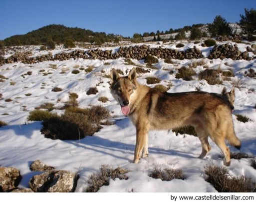 Lupo Cecoslovacco Dogs Razza | Carattere, Prezzo, Cuccioli, Cure e Consigli | AnnunciAnimali