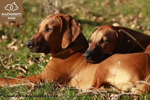 Rhodéský ridgeback Dogs Informace - velikost, povaha, délka života & cena | iFauna