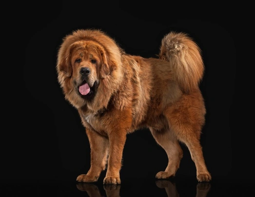 Tibetan Mastiff Dogs Razza - Prezzo, Temperamento & Foto | AnnunciAnimali