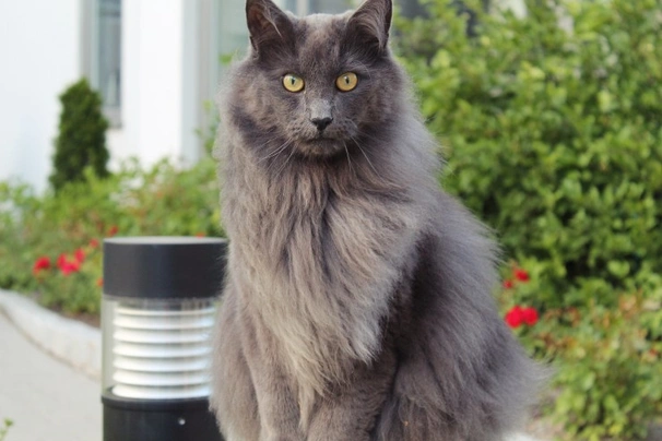 Nebelung Cats Raza - Características, Fotos & Precio | MundoAnimalia