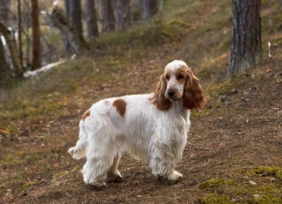 Liver and white english best sale cocker spaniel