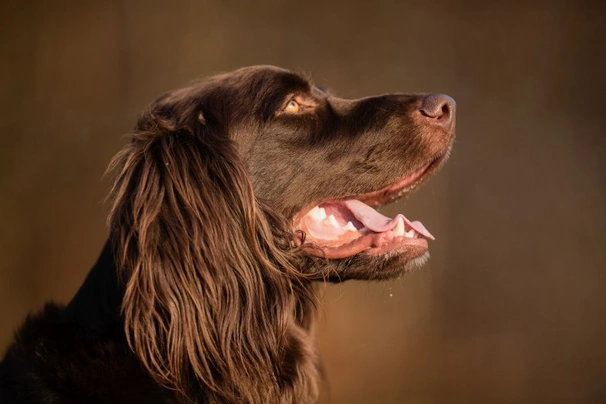 German Longhaired Pointer Dogs Breed | Facts, Information and Advice | Pets4Homes