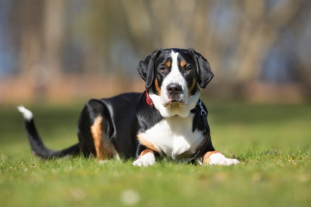 Velký švýcarský salašnický pes Dogs Plemeno / Druh: Povaha, Délka života & Cena | iFauna