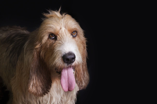 Velký hrubosrstý vendéeský baset Dogs Informace - velikost, povaha, délka života & cena | iFauna
