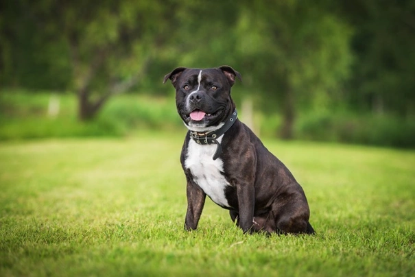 Stafordšírský bulteriér Dogs Informace - velikost, povaha, délka života & cena | iFauna