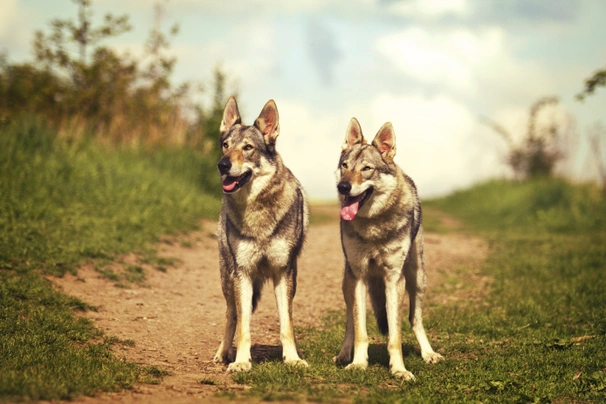 Perro Lobo Checoslovaco Dogs Raza - Características, Fotos & Precio | MundoAnimalia