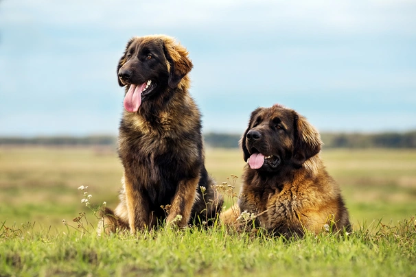 Leonberger Dogs Informace - velikost, povaha, délka života & cena | iFauna