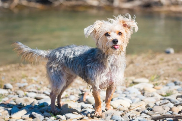 Morkie Dogs Breed | Facts, Information and Advice | Pets4Homes