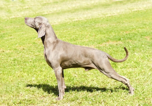 Weimaraner Dogs Razza - Prezzo, Temperamento & Foto | AnnunciAnimali